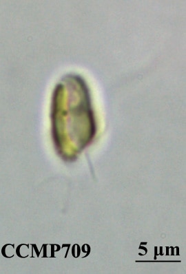 CCMP709 | NCMA at Bigelow Laboratory